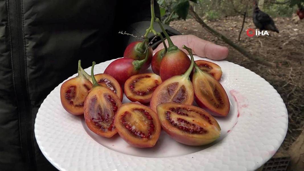 İlk kez görenler şaşkınlıkla izliyor: Bu domates ağaçtan toplanıyor! Yıllar önce o ülkeden getirdi, bu sezon bolluk yaşanıyor 20